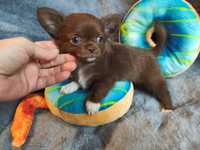 Malutki Enrico.Chihuahua długowłosy czekoladowy.Matka pochodzenie Zkwp