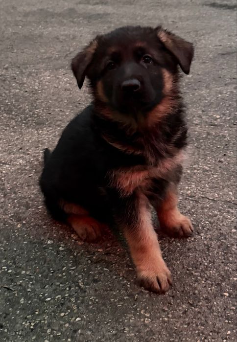 Owczarki niemieckie krótkowłose