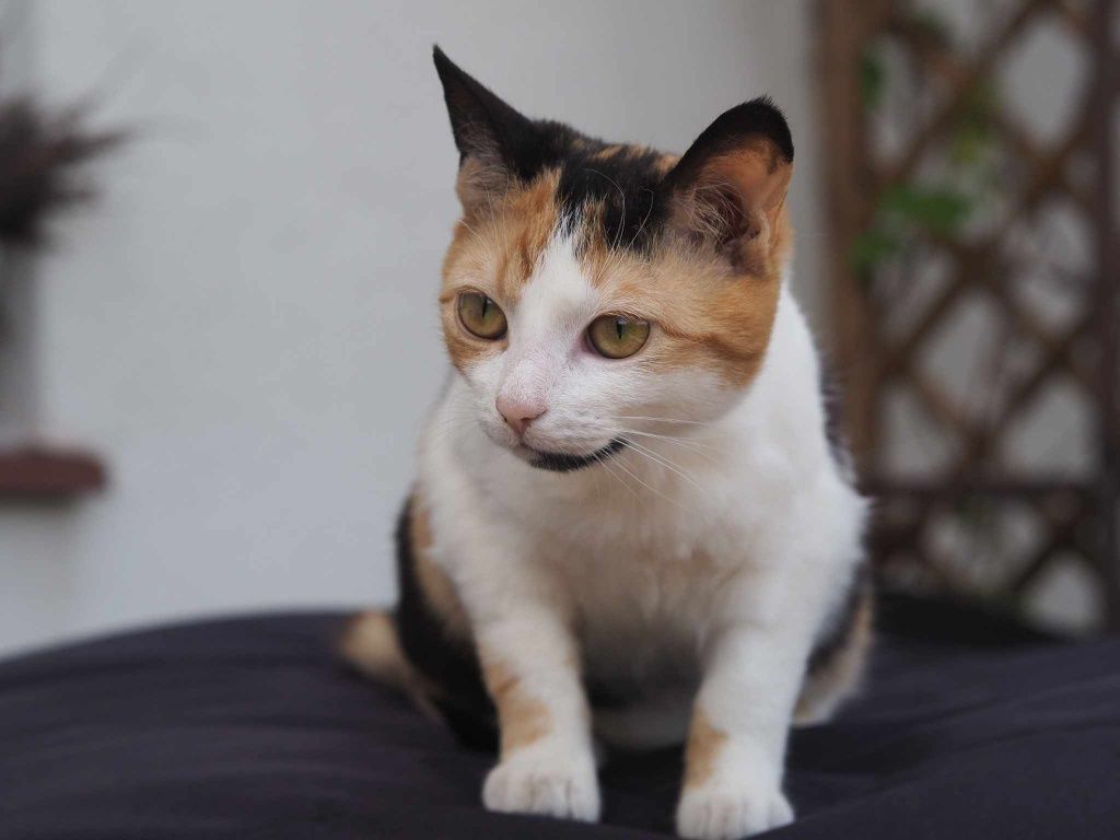 Kocie dziecko wyrwane śmierci czeka na nowy dom