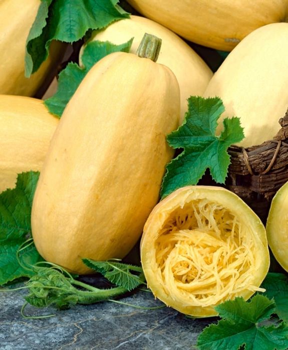 Nasiona dyni makaronowej