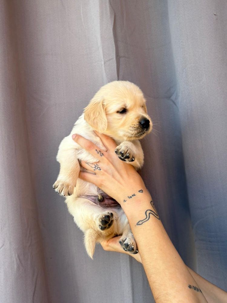Golden Retriever