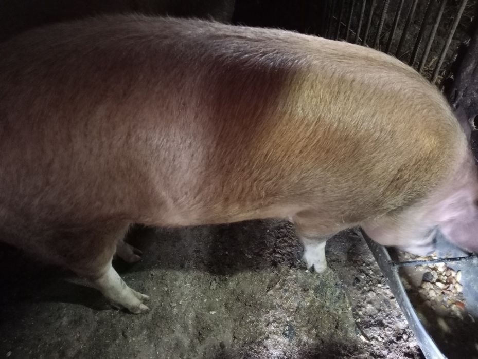 Продам домашню свиню
