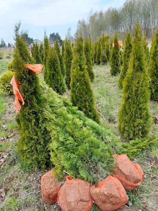 Tuja szmaragd żywopłoty 140-160cm i inne