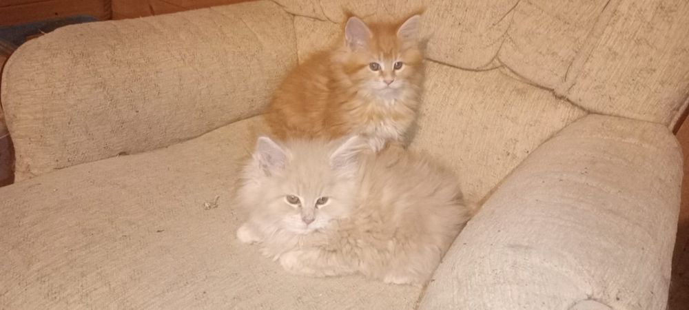 Ostatni kocurek rudy kocur maine coon z rodowodem duży kot