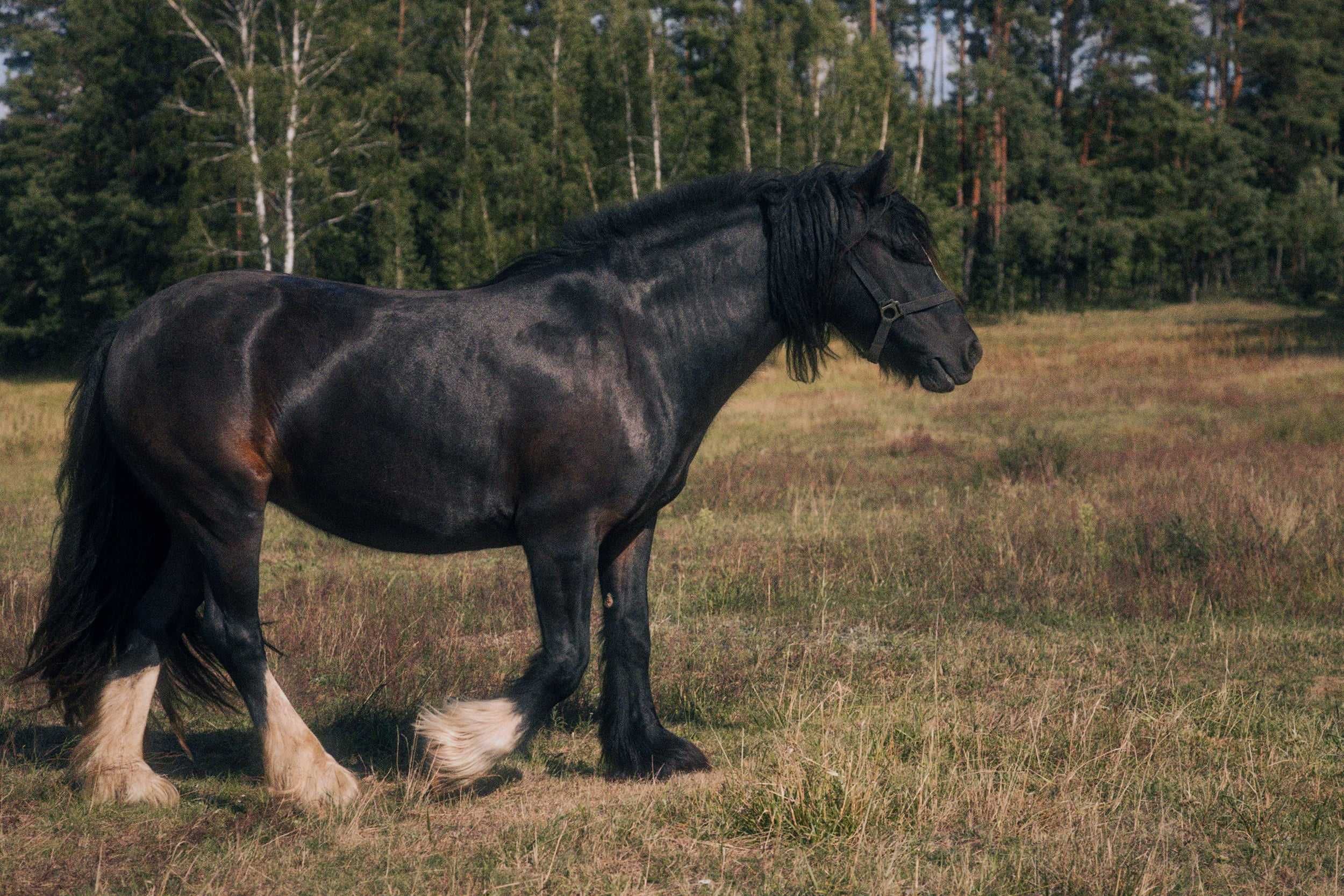 Klacz Gypsy cob /Tinker 4l