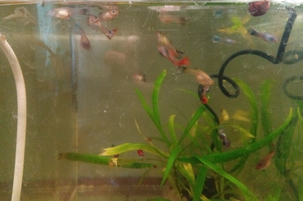 Молодые анциструс супер ред.гуппии красивые