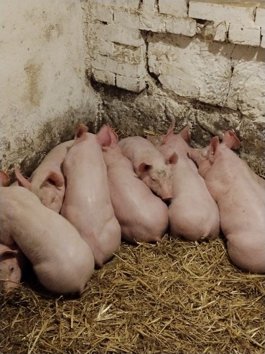 Продаються  поросята