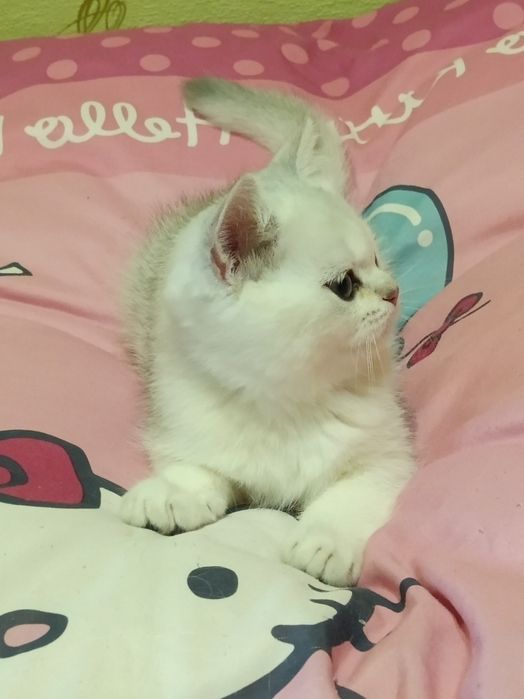 Пухнастий чекає мамочку