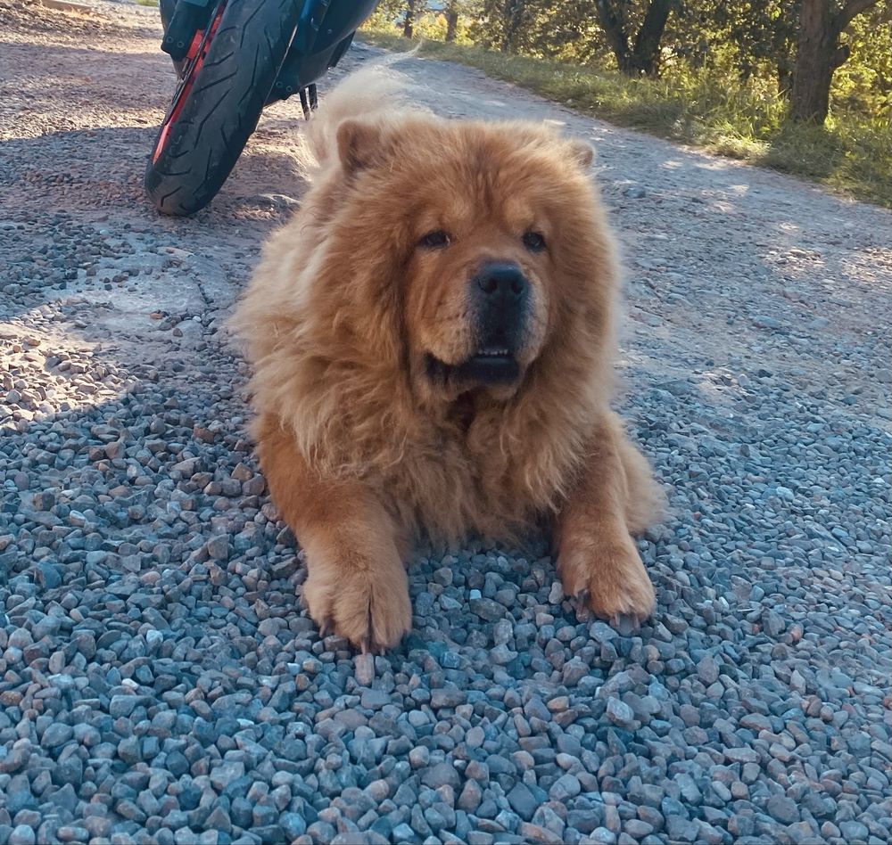 Chow Chow piekna suczka ! Gotowa do odbioru !