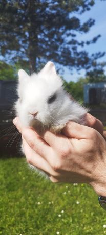 Karzełek Teddy królik miniaturka karzełek hodowla