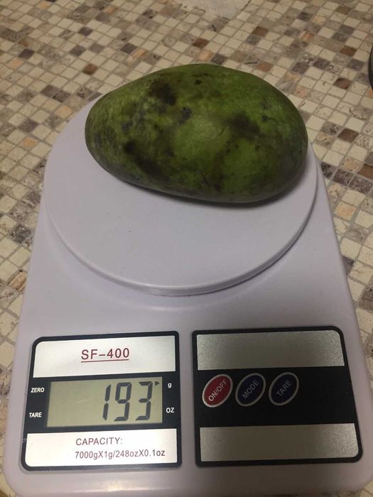 азимина трилоба-мексіканський банан