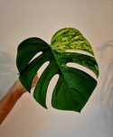Monstera aurea marmorata