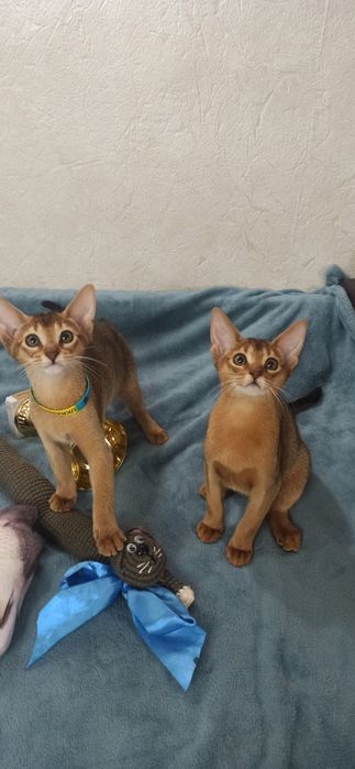 Абиссинские котята от питомника BURLESK UA