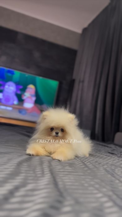 Мальчик померанский шпиц,экстрамини,тип мишка