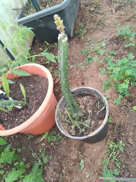 Pitaya sugar dragon autofertil