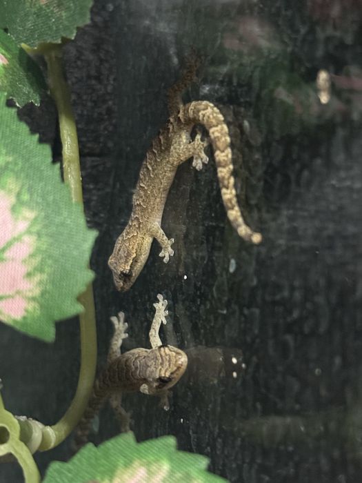 Gekon płaczący lepidodactyluc lugubris młode osobniki