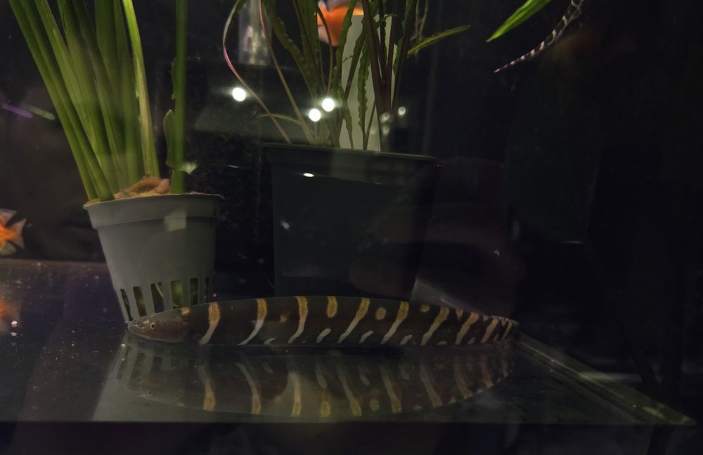 Gymnotus ucamara/ Nożowiec tygrysi