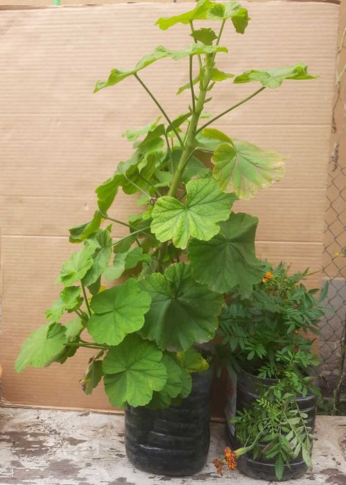 Бегония, Пеларгония, Калачик, Рео, Ладья Моисея. Домашні рослини.