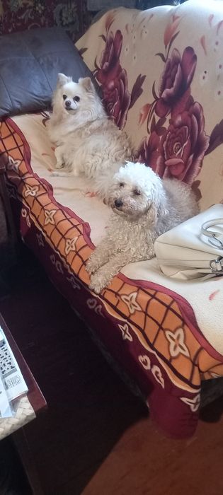 Девочка пудель 3 года