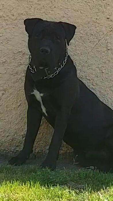 samiec w typie bandoga, mix molos/ttb