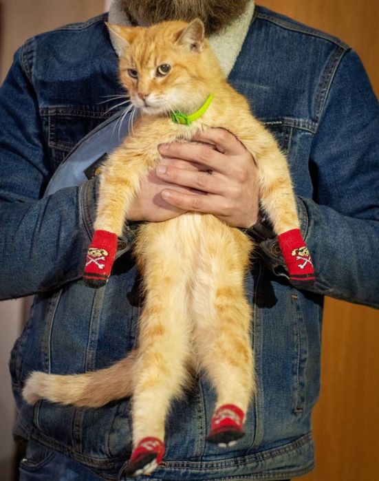 Отдам даром в добрые руки рыжих котиков и кошечек