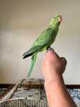 Ring neck domesticado