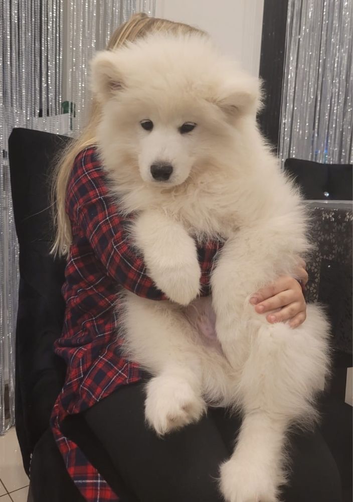 Suczka Samoyed ZKWP FCI