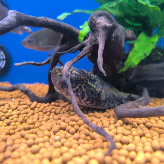 Peixe Balão Dragão (Tetraodon Palembangensis)