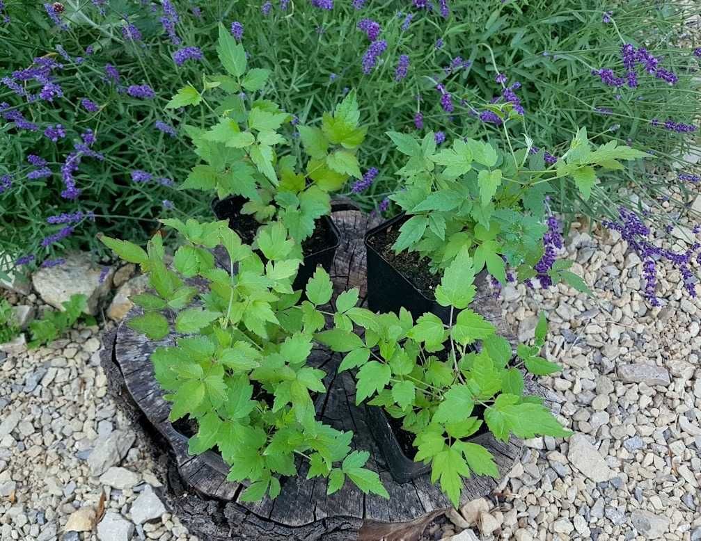 Powojnik bylinowy clematis 4 szt. P9