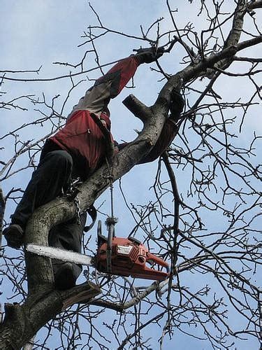 Розчистка участка, покос трави, розпил дров бензопилою , зпил дерев