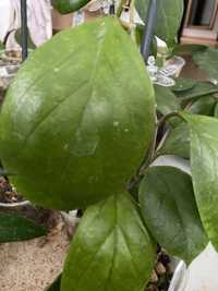 Hoya sp epc 1015 big round leaves 1l cw