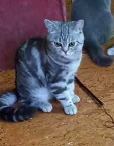 Gato British Shorthair