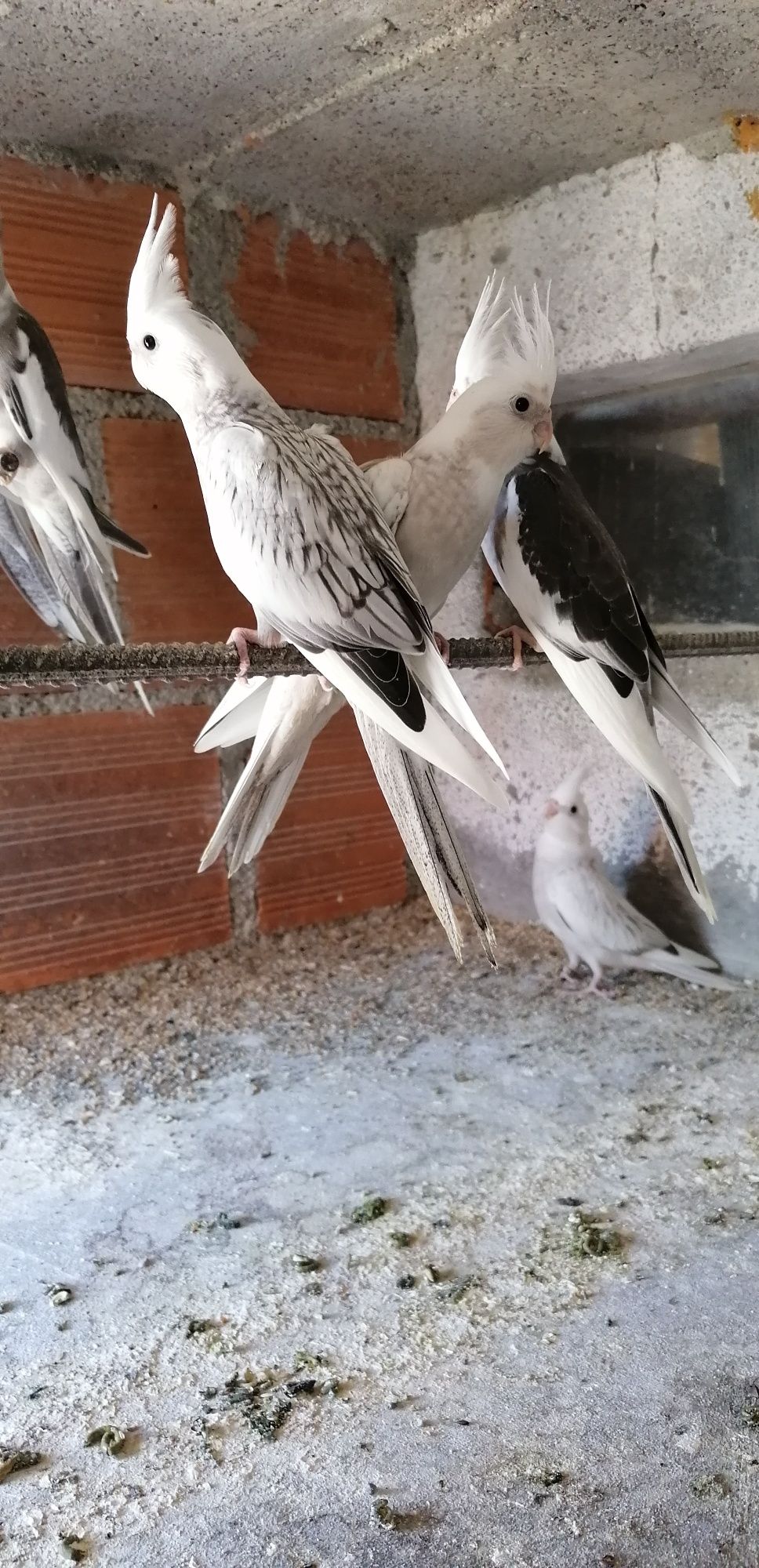 Caturras pérolas brancas albinas arlequim