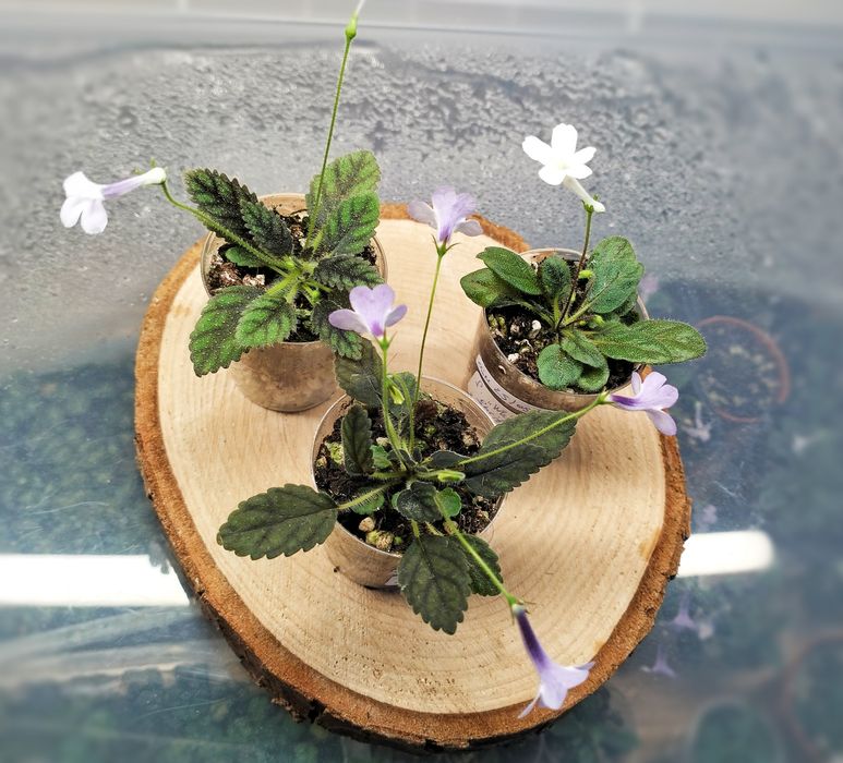 Zestaw micro sinningii rośliny do florarium terrarium