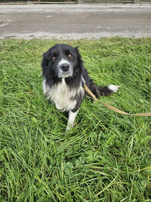 Pies Border Collie 3 letni