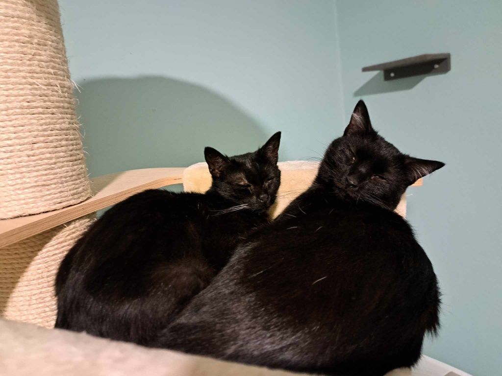 Franio ma marne szanse na adopcję!