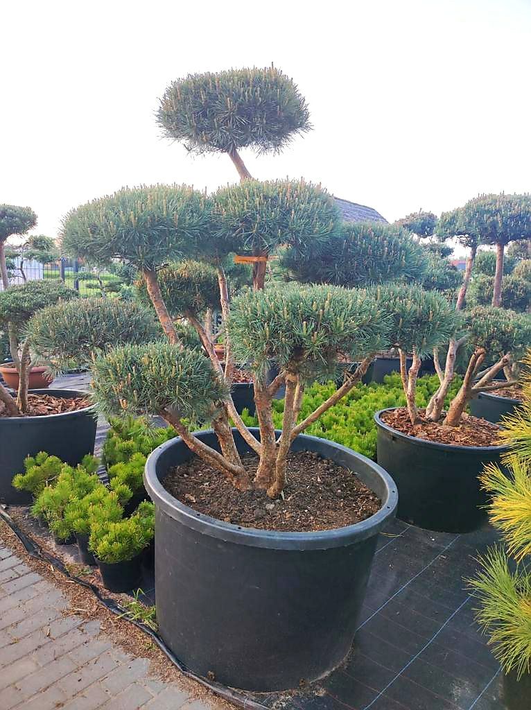 Sosna Bonsai-Niwaki XXL .Klon katalapa Szmaragd jałowiec cis tuja buk