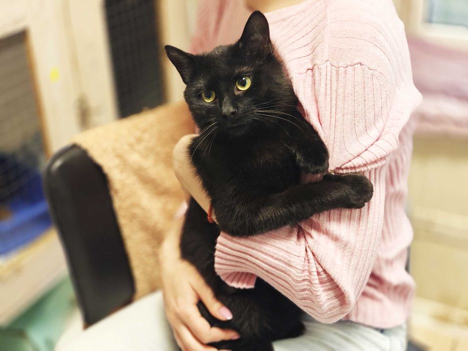 Кася: одна кішечка між домом і вулицею (1 рік, кішка)