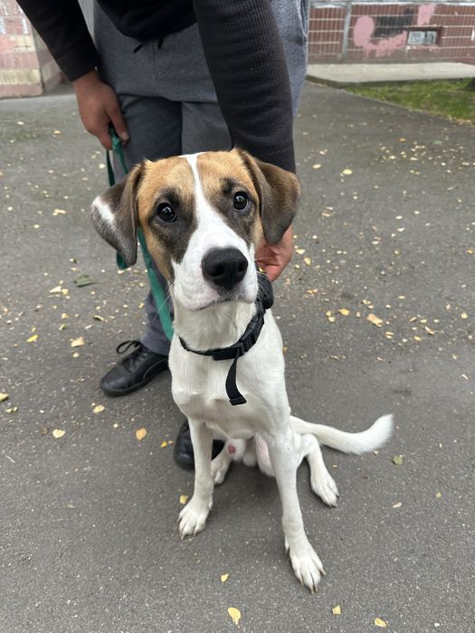 Безкоштовно в надійні руки