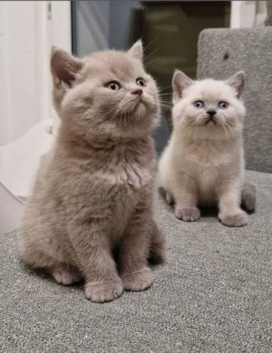 Kotka brytyjska liliowa z 5 cio pokoleniowym rodowodem