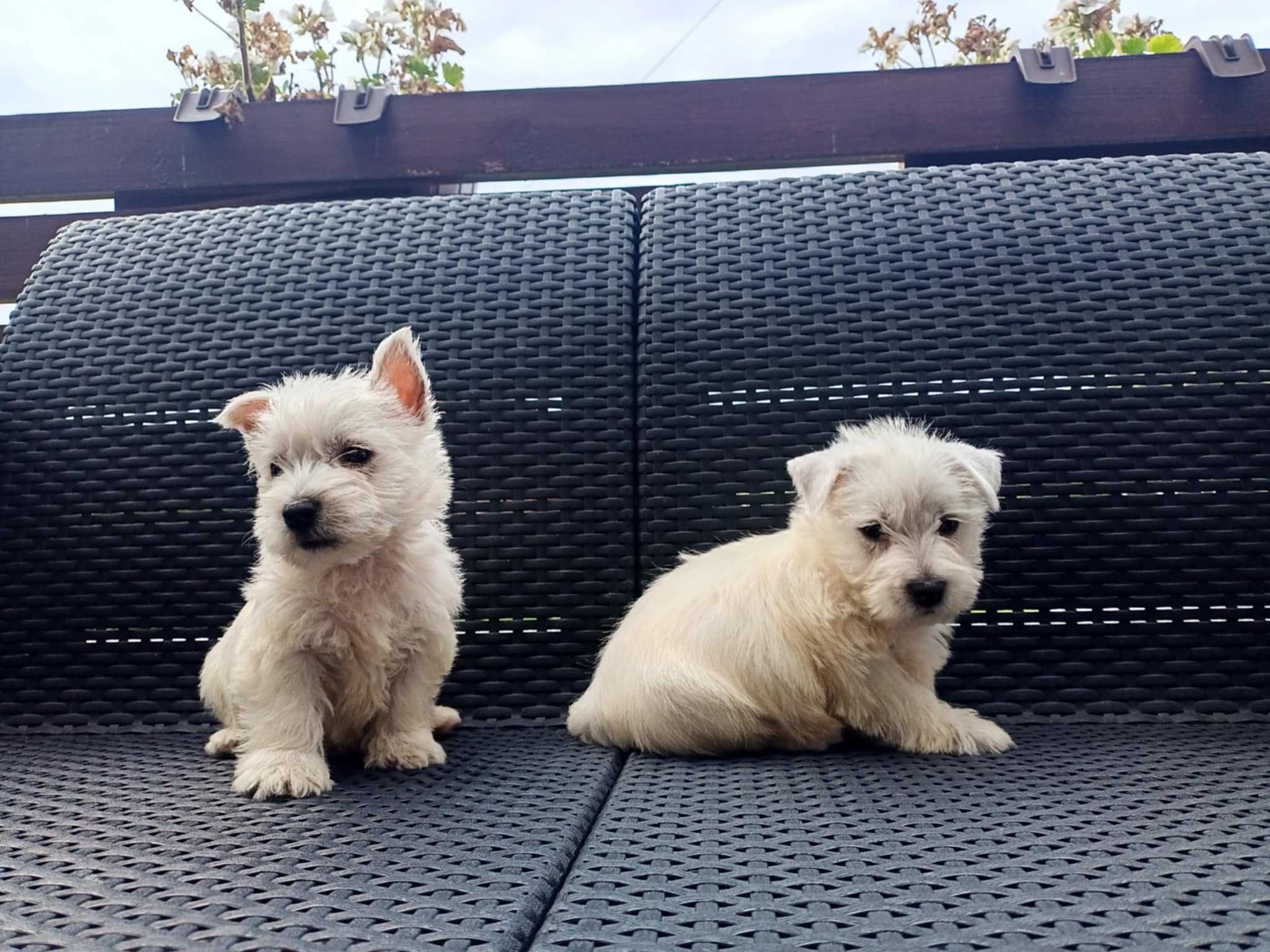 piesek rasy West Highland White Terrier (Westie)