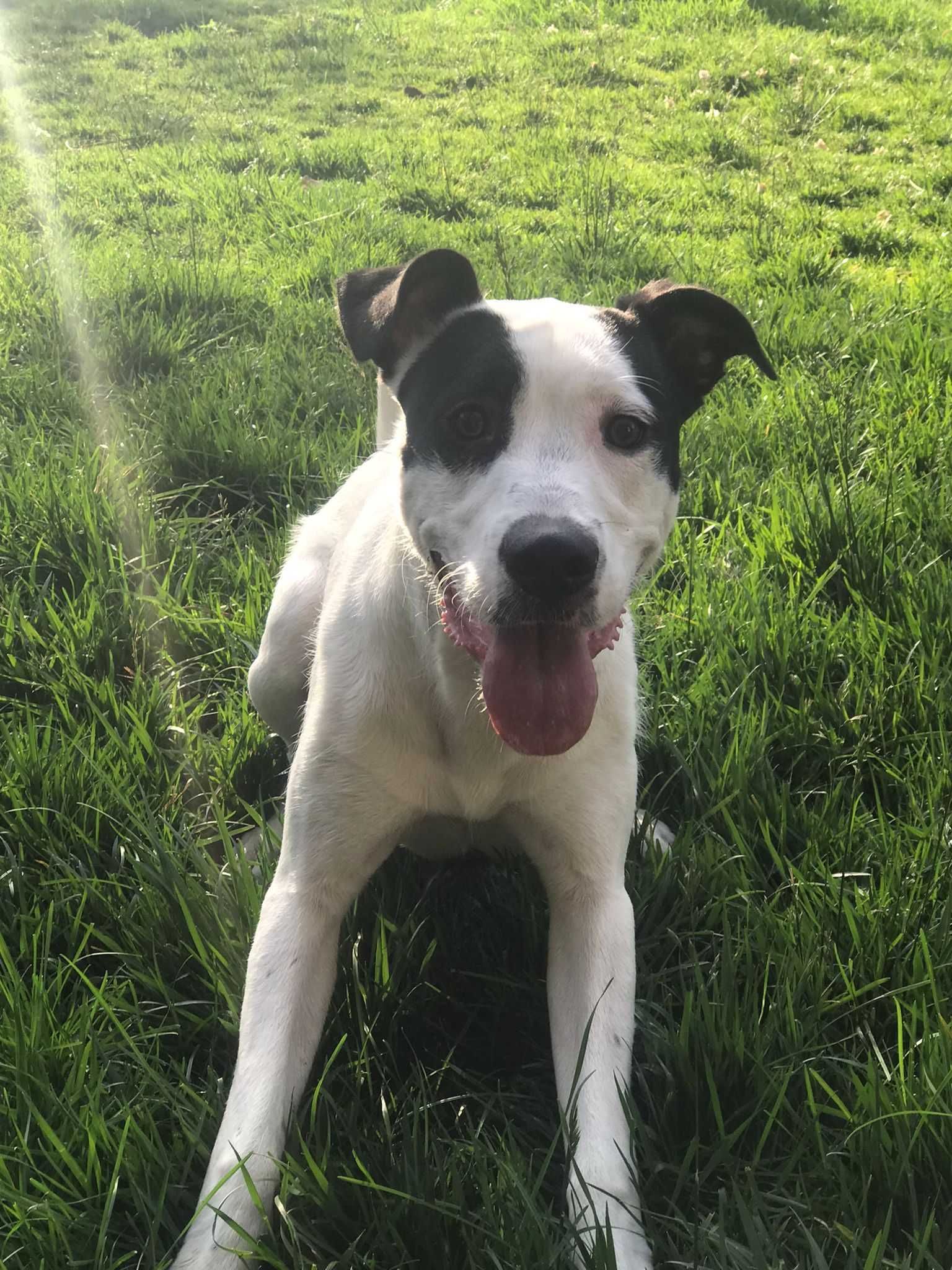 Vader - Cão meigo para adoção