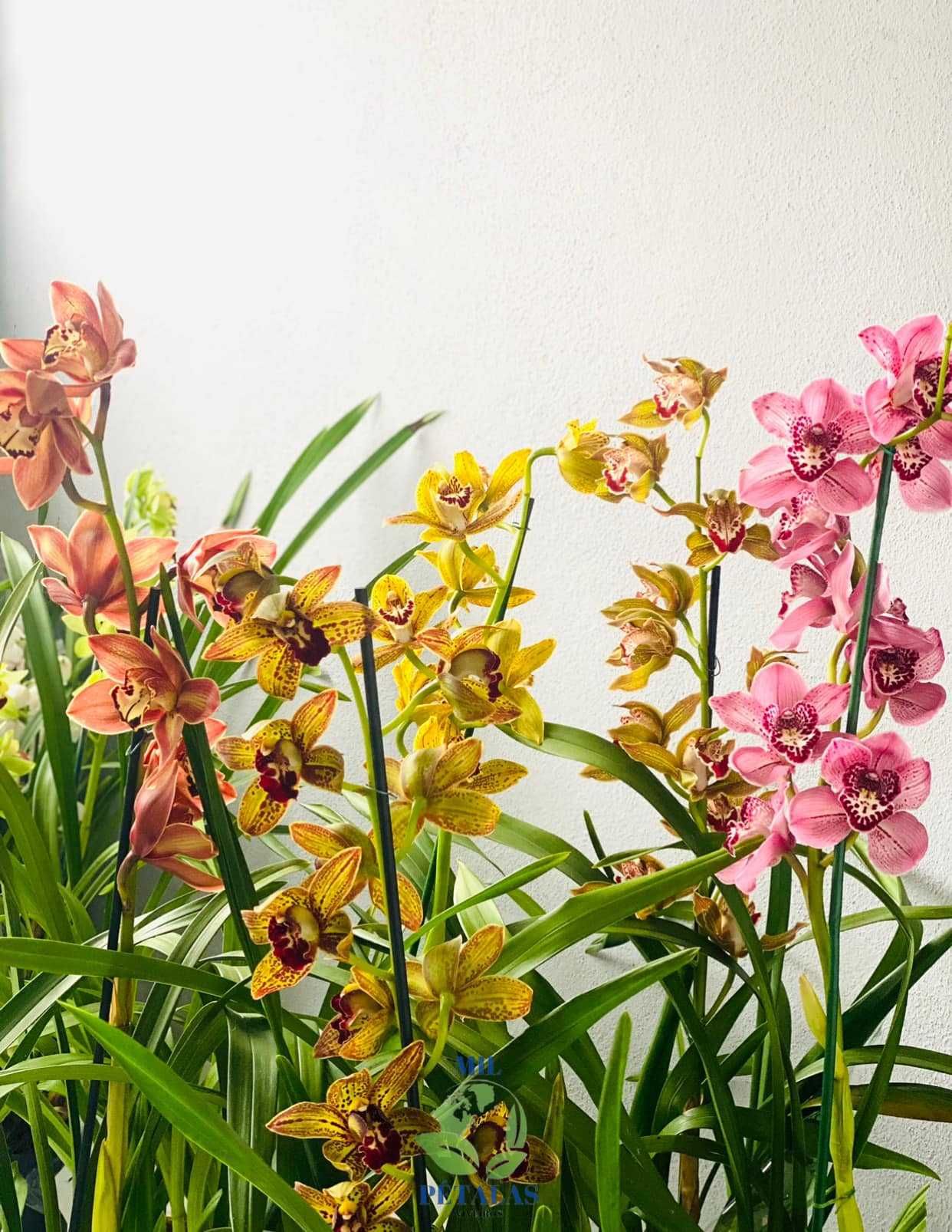 Orquideas variadas envio grátis 4- 29€ / 8+1 - 49€ / 2 4 bolbos cada