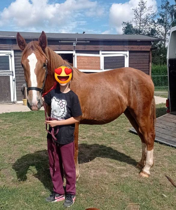 Klacz 163 cm Ślązak/tinker prawie 2 lata