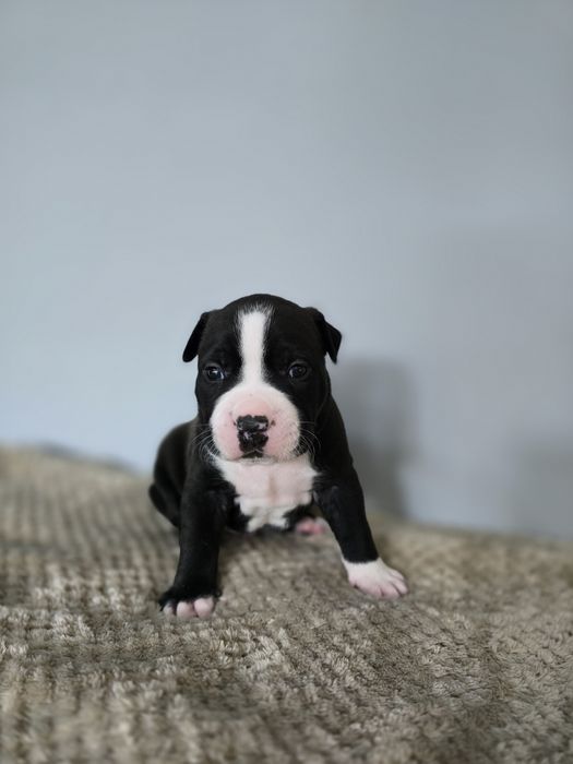 American Staffordshire Terrier FCI samiec