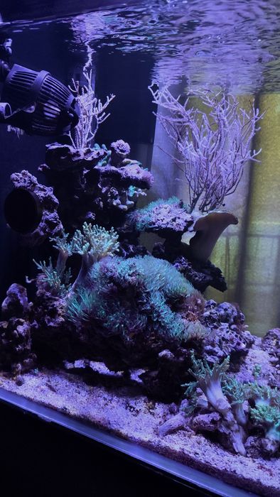 Akwarium morskie . Likwidacja . Całe życie. Koralowiec