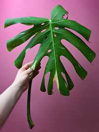 Monstera Thai Constelation