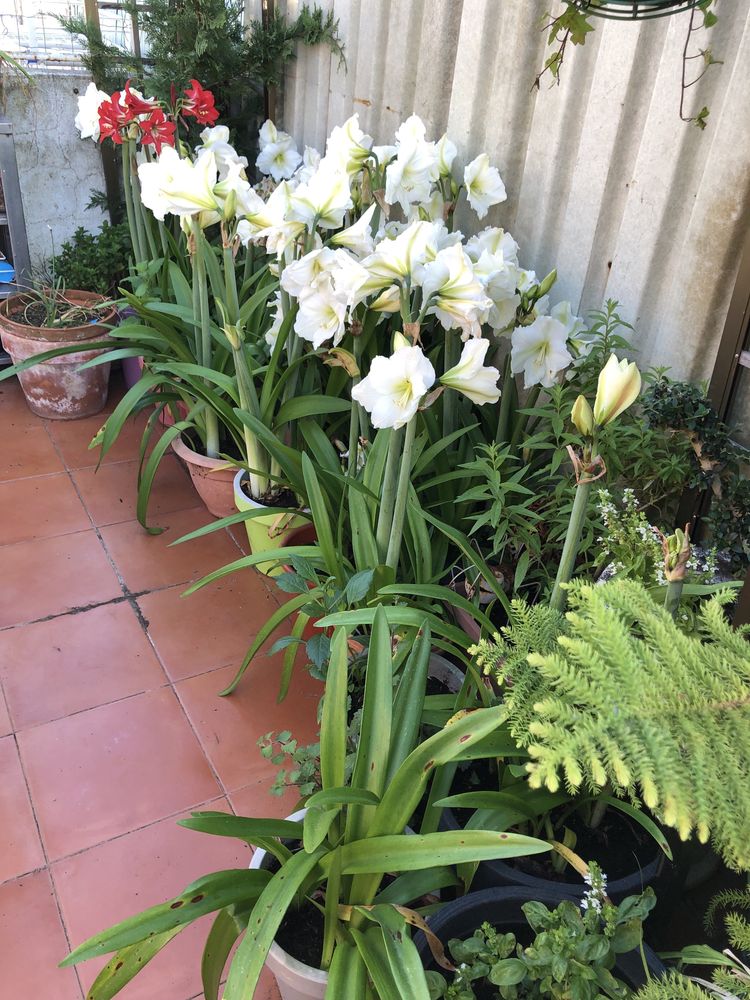 Planta Amarilis branca vaso grande e a dar flor
