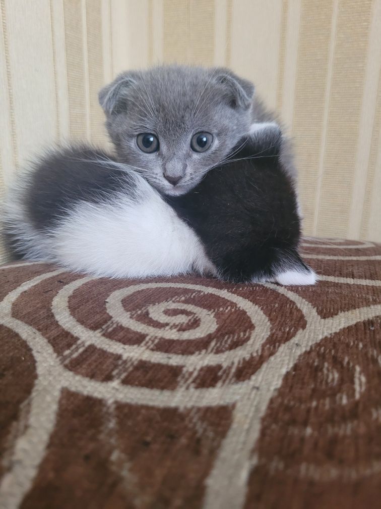 Котенятка вислоухі