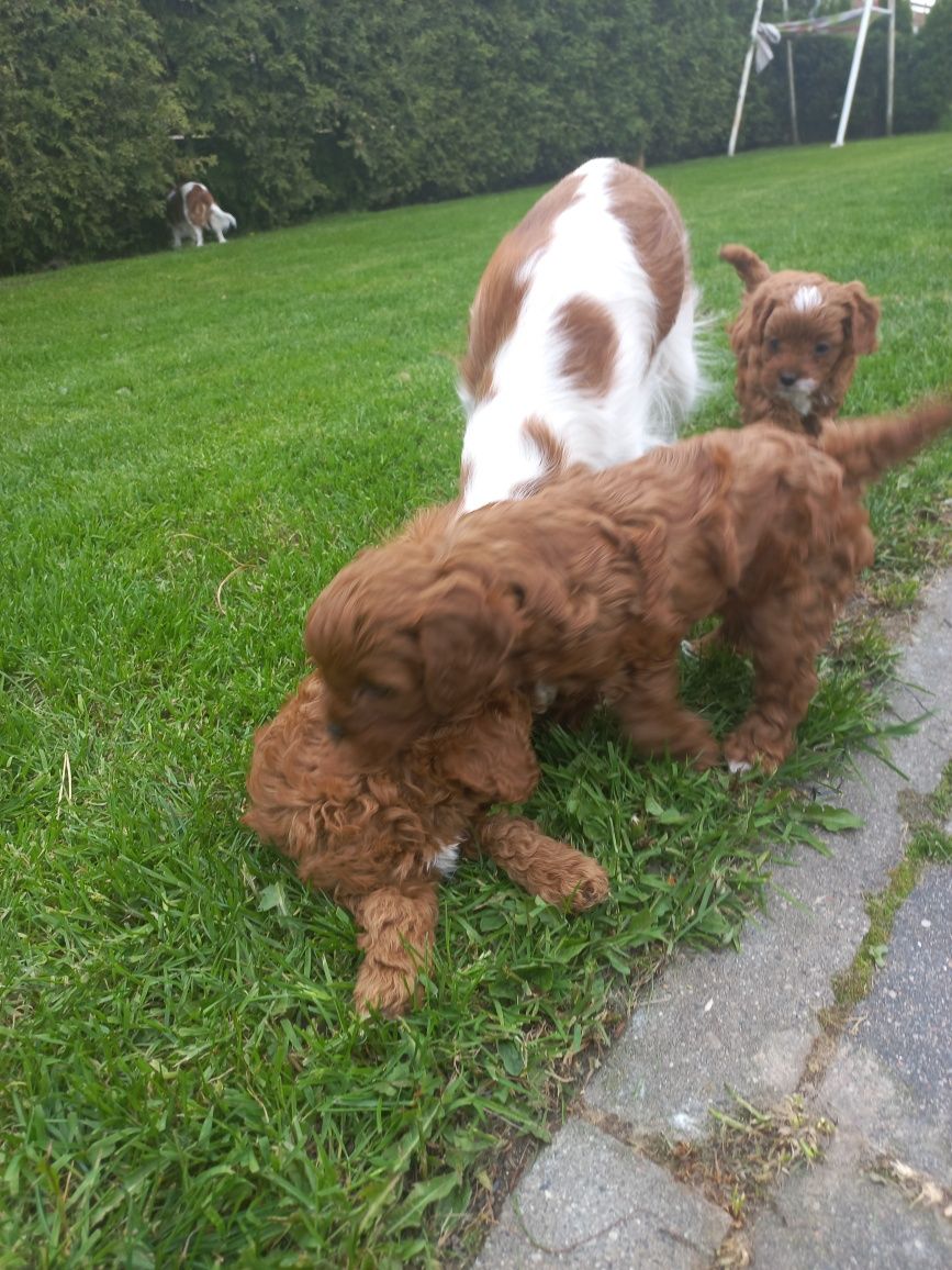 Cavapoo  szczenię F 1 red brown